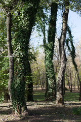 forest background