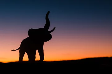 Papier Peint photo Lavable Éléphant Éléphant d& 39 Afrique