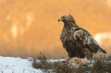 Golden eagle