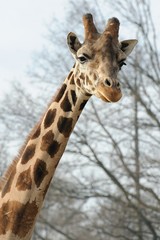 Obraz premium Giraffa