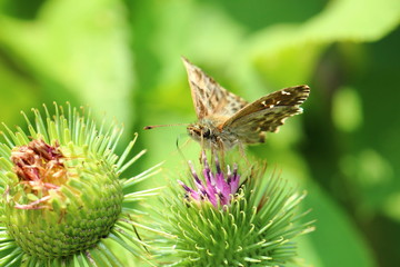 Carcharodus alceae butterfly