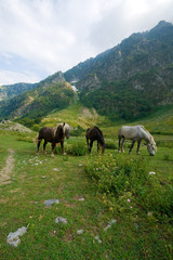 Cavalli pascolo brado, Alpi marittime