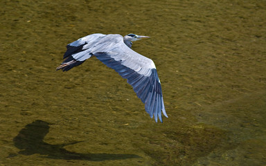 Ardea cinerea, Airone cenerino in volo