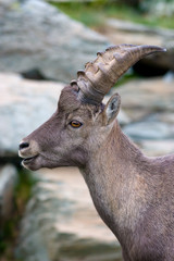 Profilo di maschio di stambecco