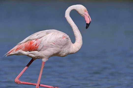 Fototapeta Fenicottero rosa