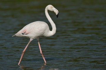Fototapeta na wymiar Pink Flamingo