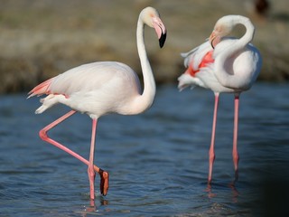 Naklejka premium Fenicottero rosa