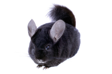 Black ebonite chinchilla on white background.