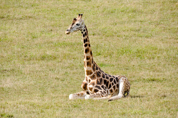 Baby giraffe sitting
