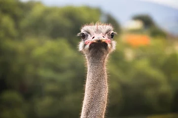 Foto op Plexiglas Closeup portrait of an ostrich © Noradoa