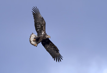 Soaring way up high.