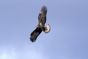 Soaring in the blue sky.