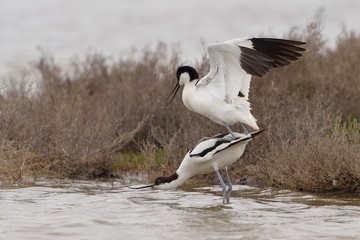 avocetta in riproduzione