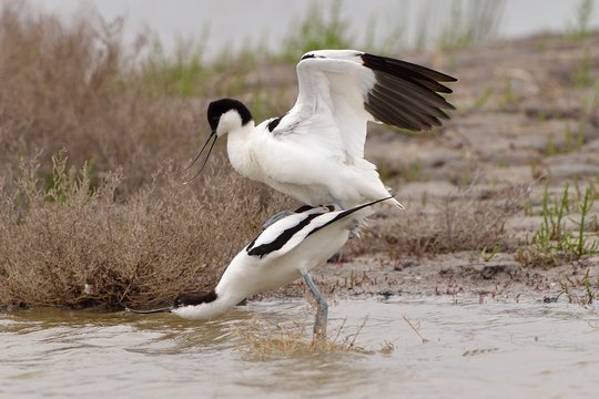 avocetta in riproduzione