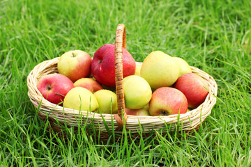 basket of fresh ripe apples in garden on green grass