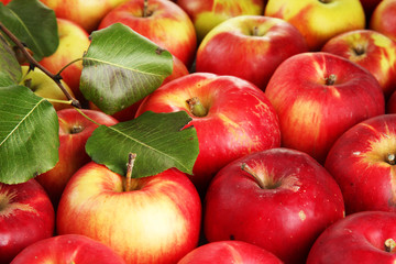 juicy red apples with green leaves, close up