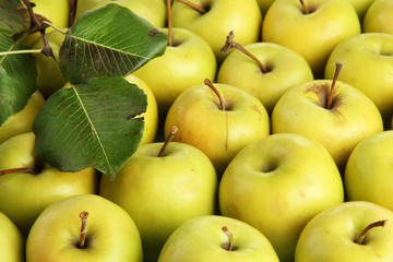 juicy apples with green leaves, close up