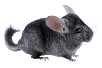 Gray ebonite chinchilla on white background.