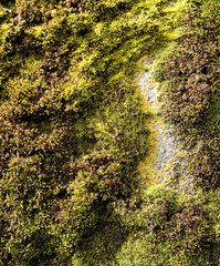 Moss and Lichen