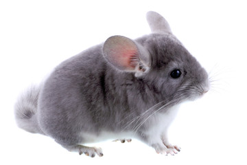 Gray ebonite chinchilla on white background.