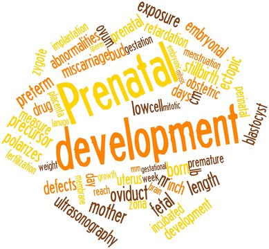 Word cloud for Prenatal development
