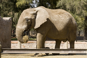 Elephant Eating Hay