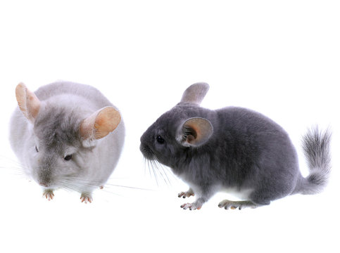 Couple of gray ebonite chinchilla on white.