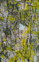 close up of colorful bark