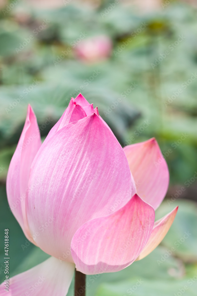 Wall mural pink lotus