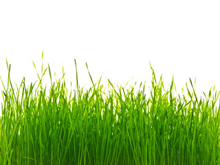 Obraz premium Grass