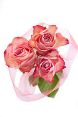 Pink roses on white background