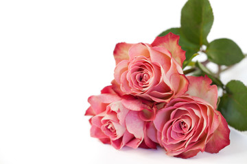 Pink roses on white background