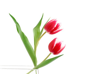 Zwei Rote Tulpen mit weißem Rand