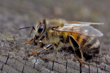 bee and wood