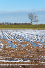 Snowy field in winter