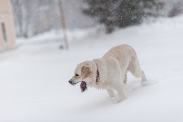 dogs on the snow