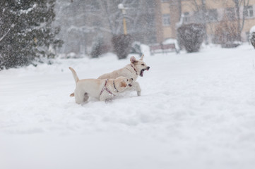 dogs playing on the snow