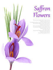 Close- up of saffron flowers
