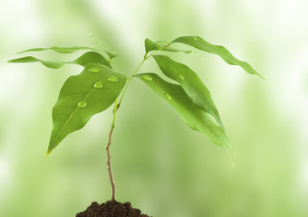 Fototapeta premium jeune arbre