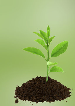 jeune plant de citronnier