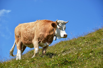Swiss cow in an Alpine meadow