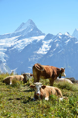 Fototapeta na wymiar Krowy na alpejskiej łące. Jungfrau, Szwajcaria