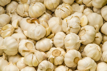 Garlic