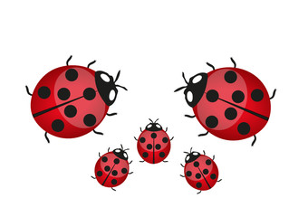 Fototapeta premium Marienkäfer Famile