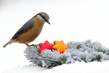 Kleiber in Advensstimmung