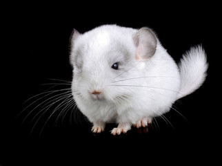 White baby  ebonite chinchilla on black