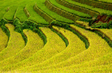 terraced rice field in sunshine, Yen Bai, Vietnam