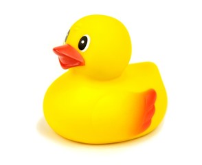Yellow rubber duck on white background