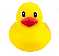 Yellow rubber duck on white   background.