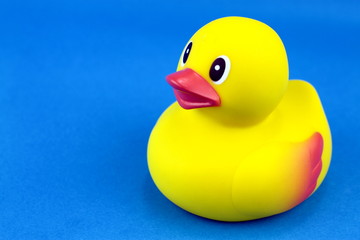Yellow rubber duck on blue background.